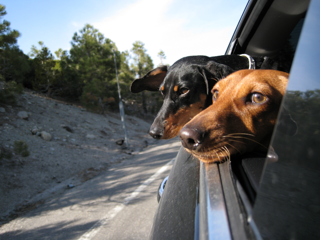 Consejos para transportar con la mascota en el coche